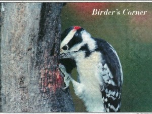 Downy Woodpecker in Cape Cod