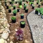 Flamouth Village Blooming garden transformation underway