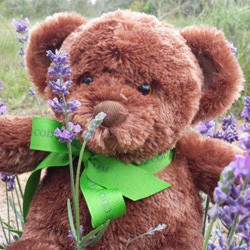 The lavenderbelly bear from cape cod lavender farms is a guest favorite
