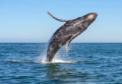 Cape Cod Whale Watching Tours - You'll Have a Whale of a Time!