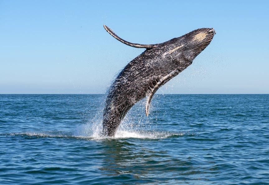 whale tour in cape cod