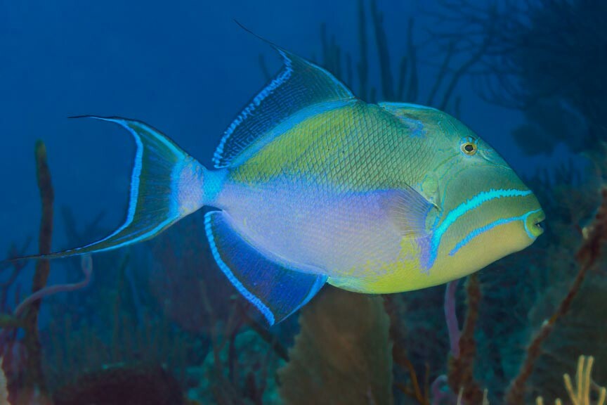 A Queen Triggerfish at Woods Hole Science Aquarium